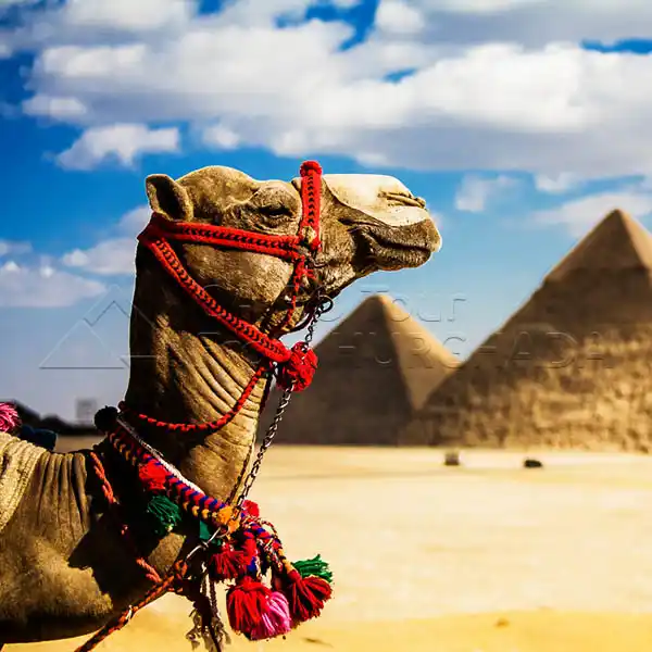 Trip to Giza from Hurghada